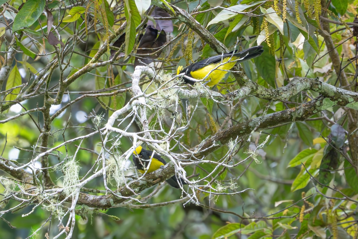 Sultan Tit - ML659772750