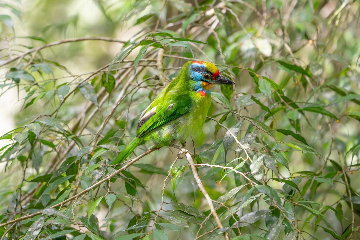 Black-browed Barbet - ML659772751