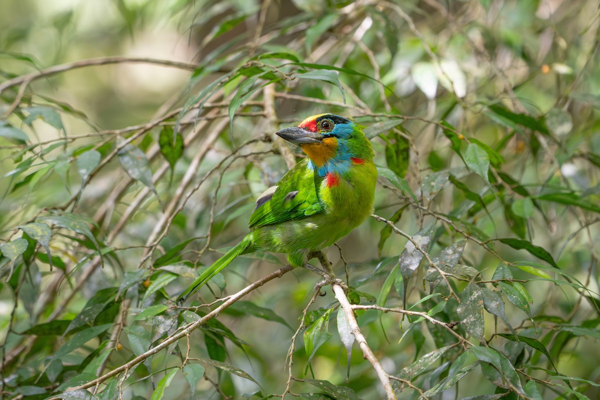 Black-browed Barbet - ML659772752
