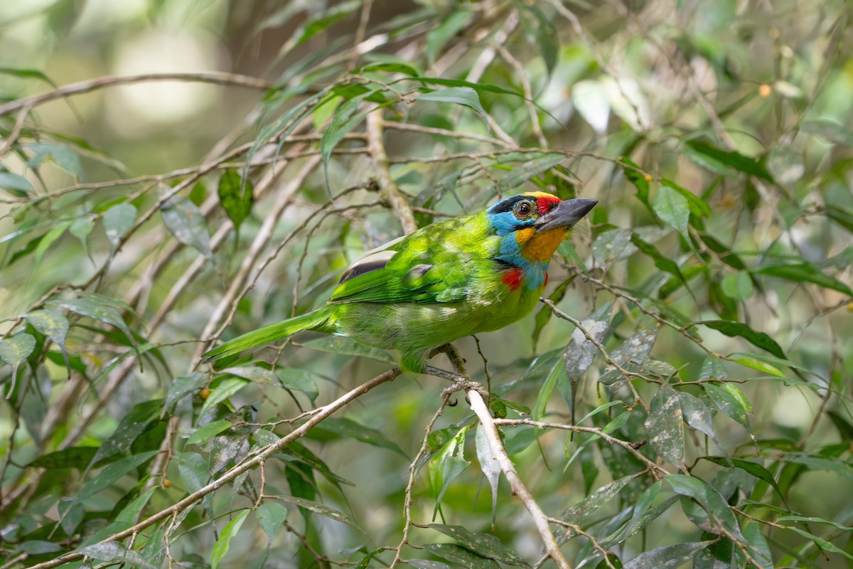 Black-browed Barbet - ML659772753