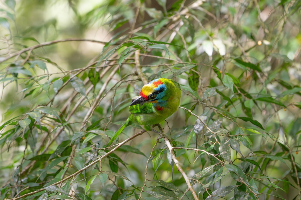 Black-browed Barbet - ML659772754
