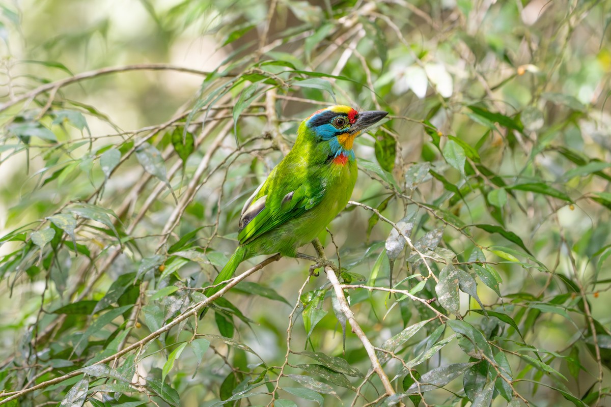 Black-browed Barbet - ML659772755