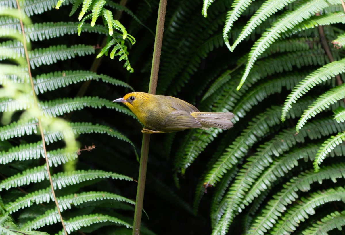 Golden Babbler - ML659772817