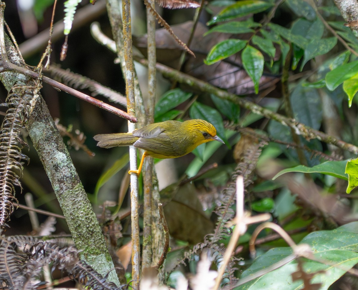 Golden Babbler - ML659772818