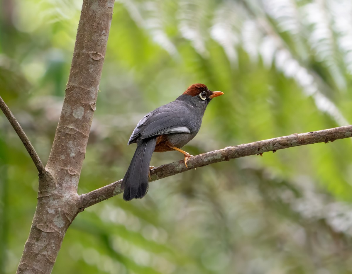 Chestnut-capped Laughingthrush - ML659772835