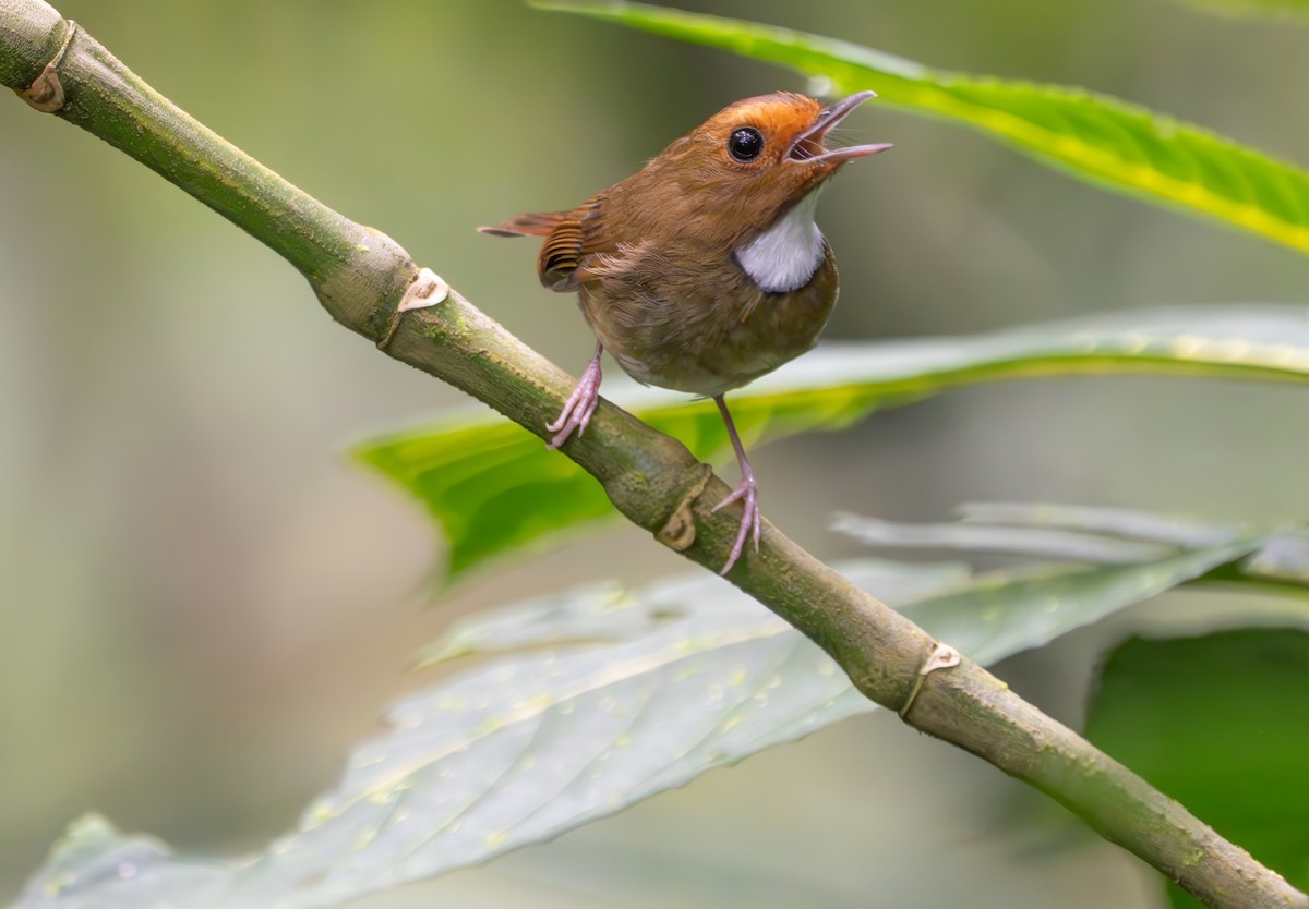 Rufous-browed Flycatcher - ML659772936