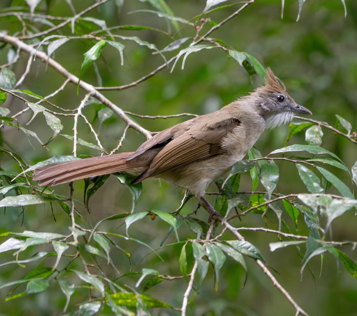 Ochraceous Bulbul - ML659772984