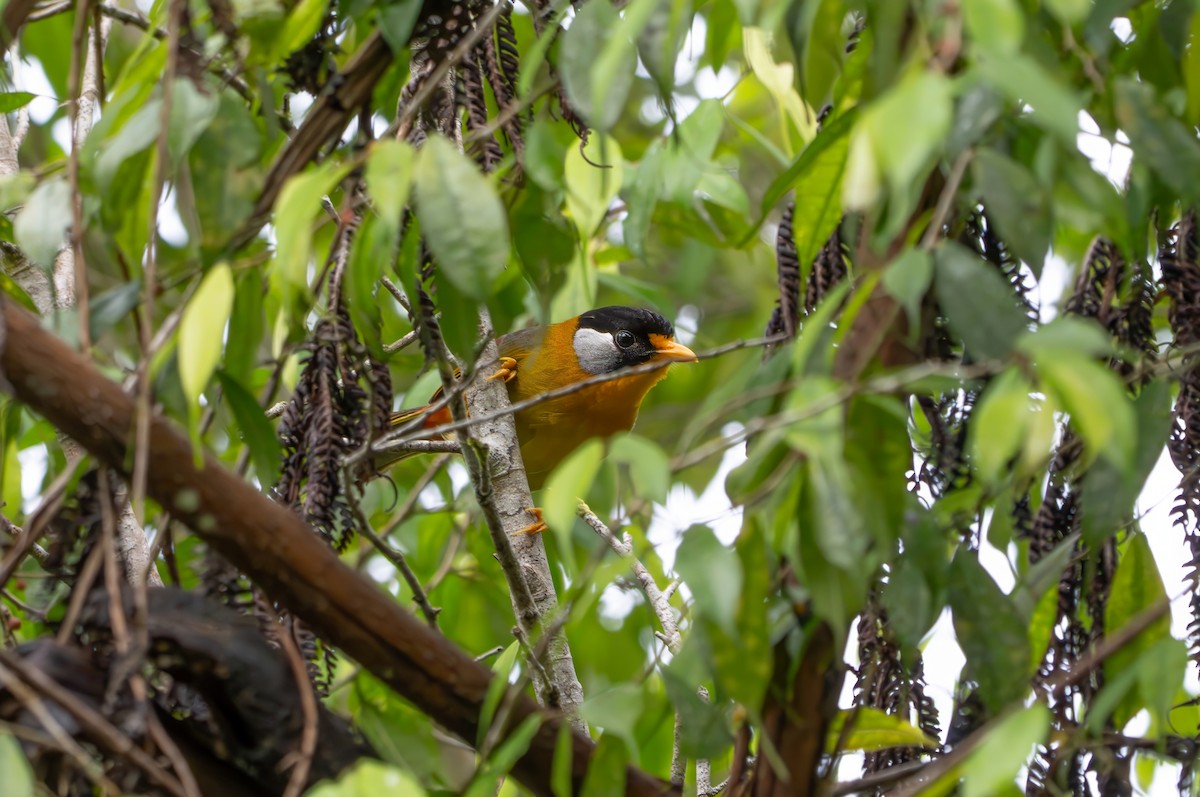 Silver-eared Mesia - ML659773000