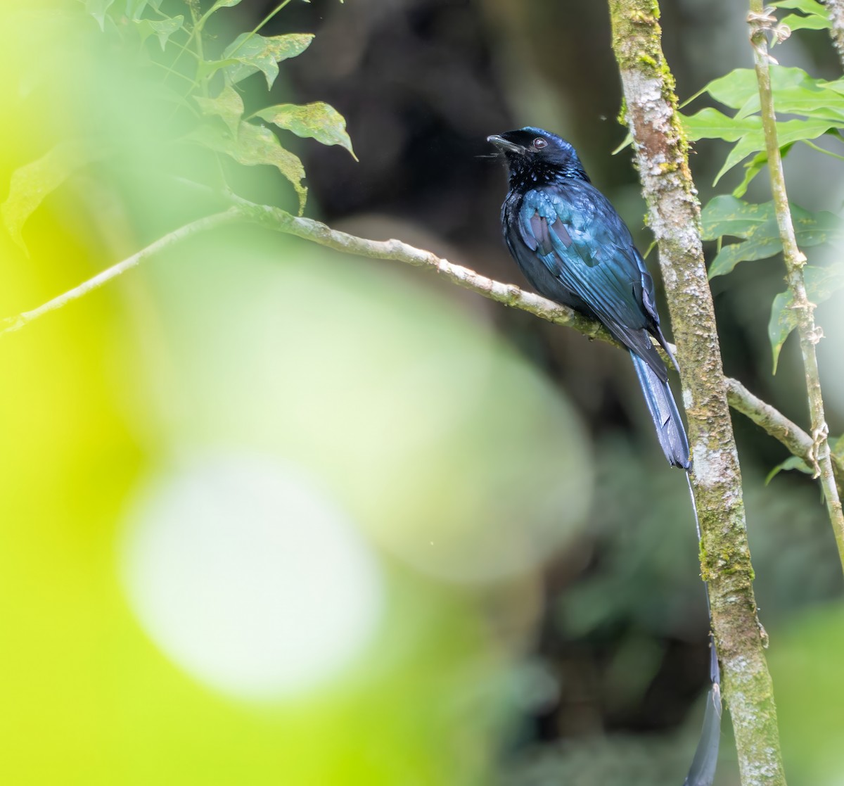 Lesser Racket-tailed Drongo - ML659773066