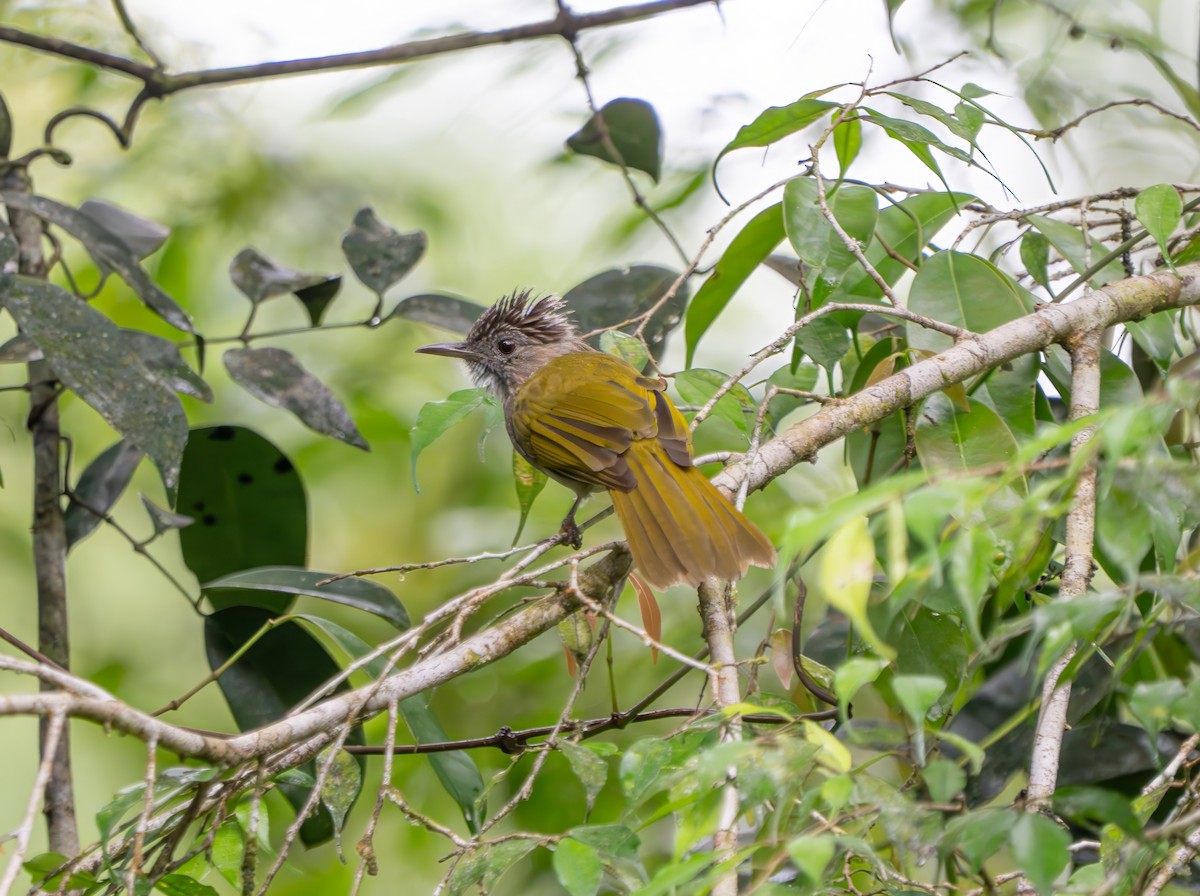 Mountain Bulbul - ML659773086