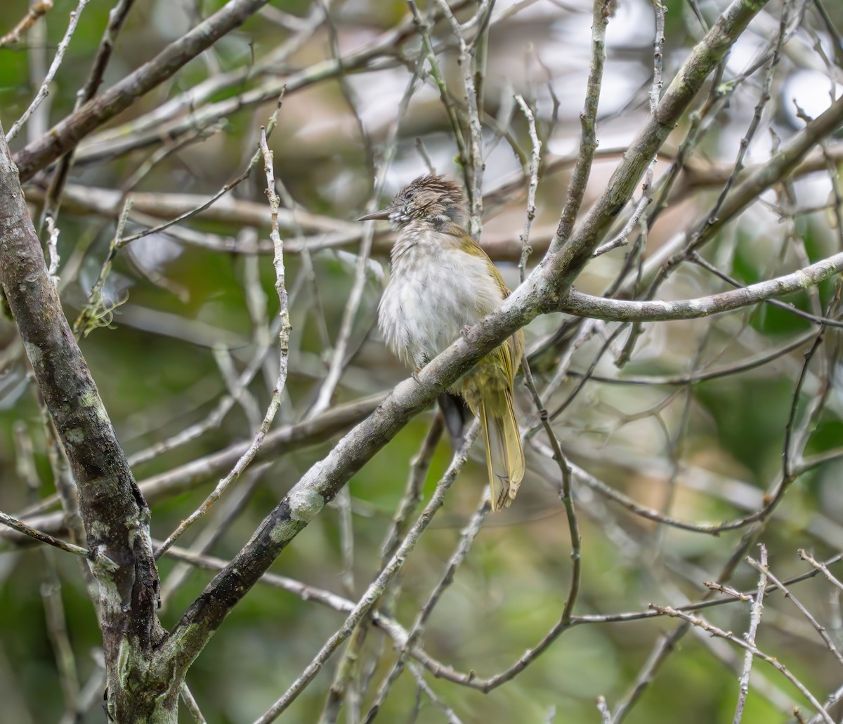 Mountain Bulbul - ML659773087