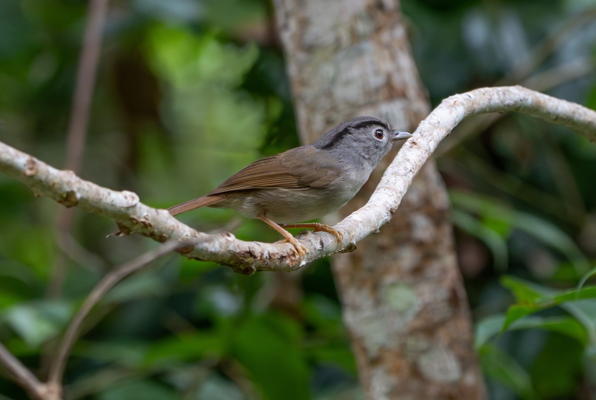 Mountain Fulvetta - ML659773107