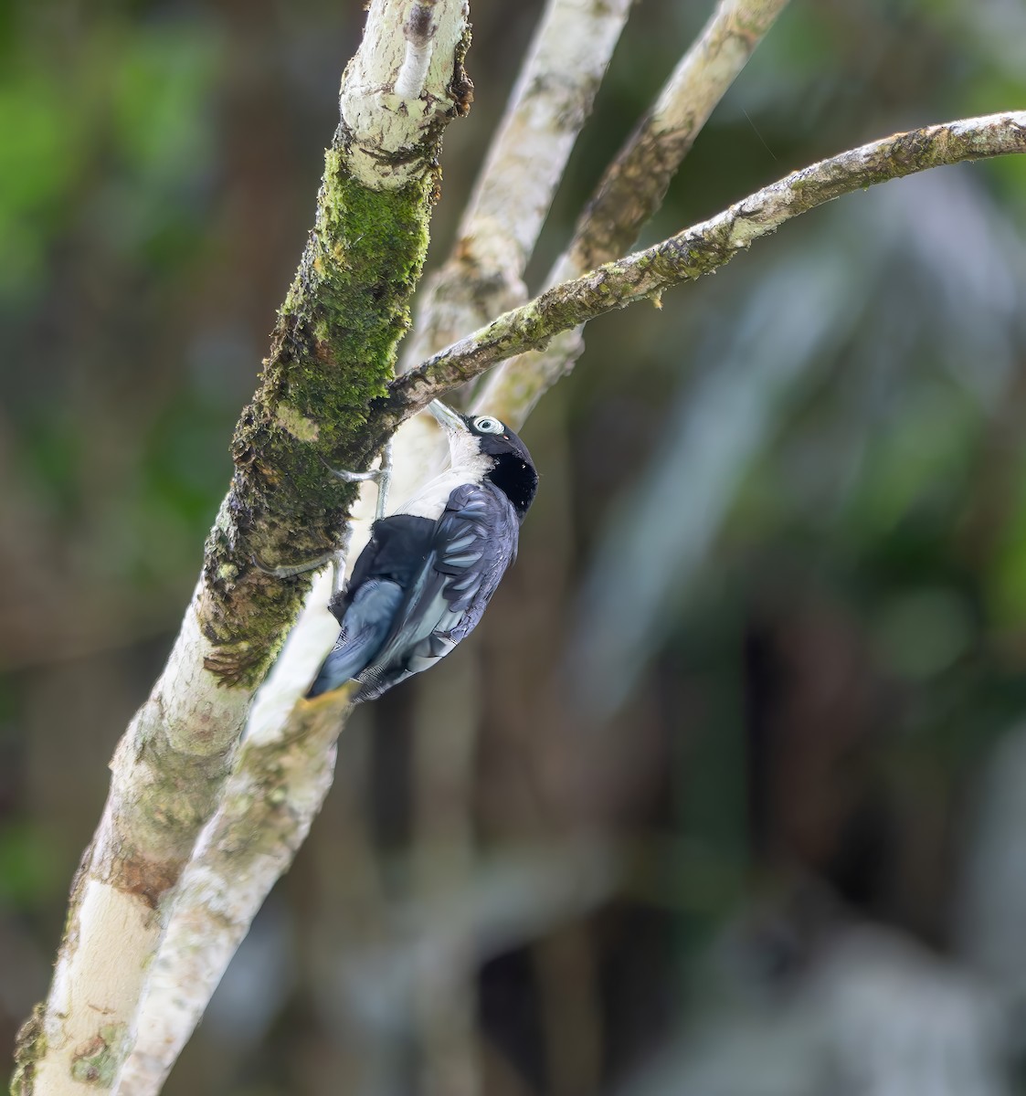 Blue Nuthatch - ML659773140