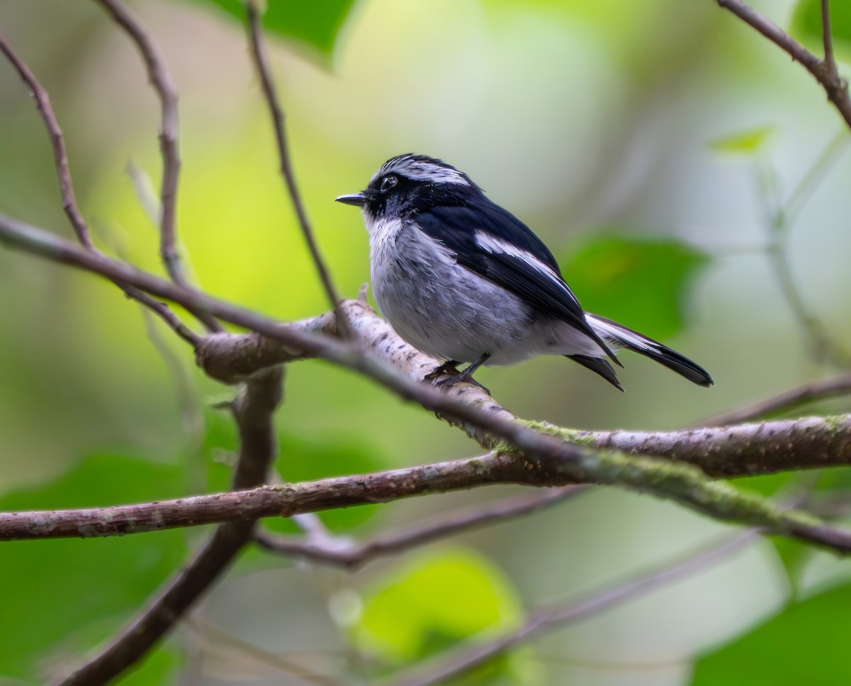 Little Pied Flycatcher - ML659773159