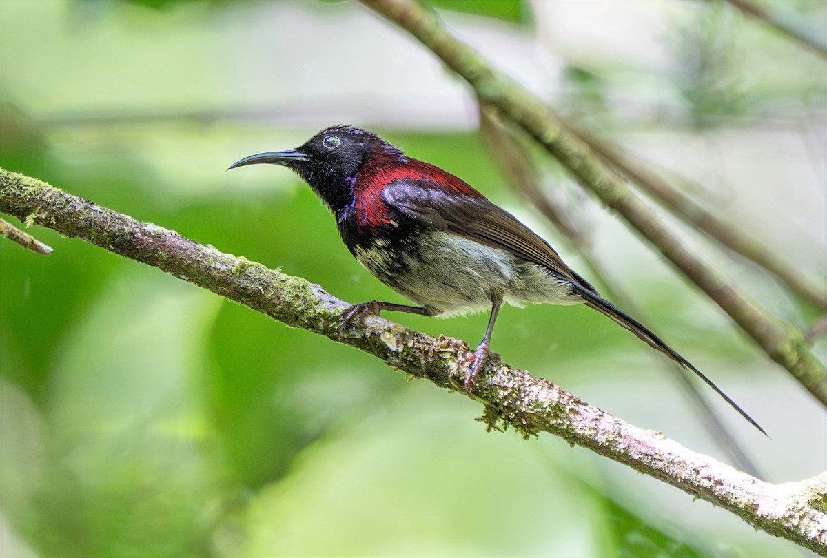 Black-throated Sunbird - ML659773190