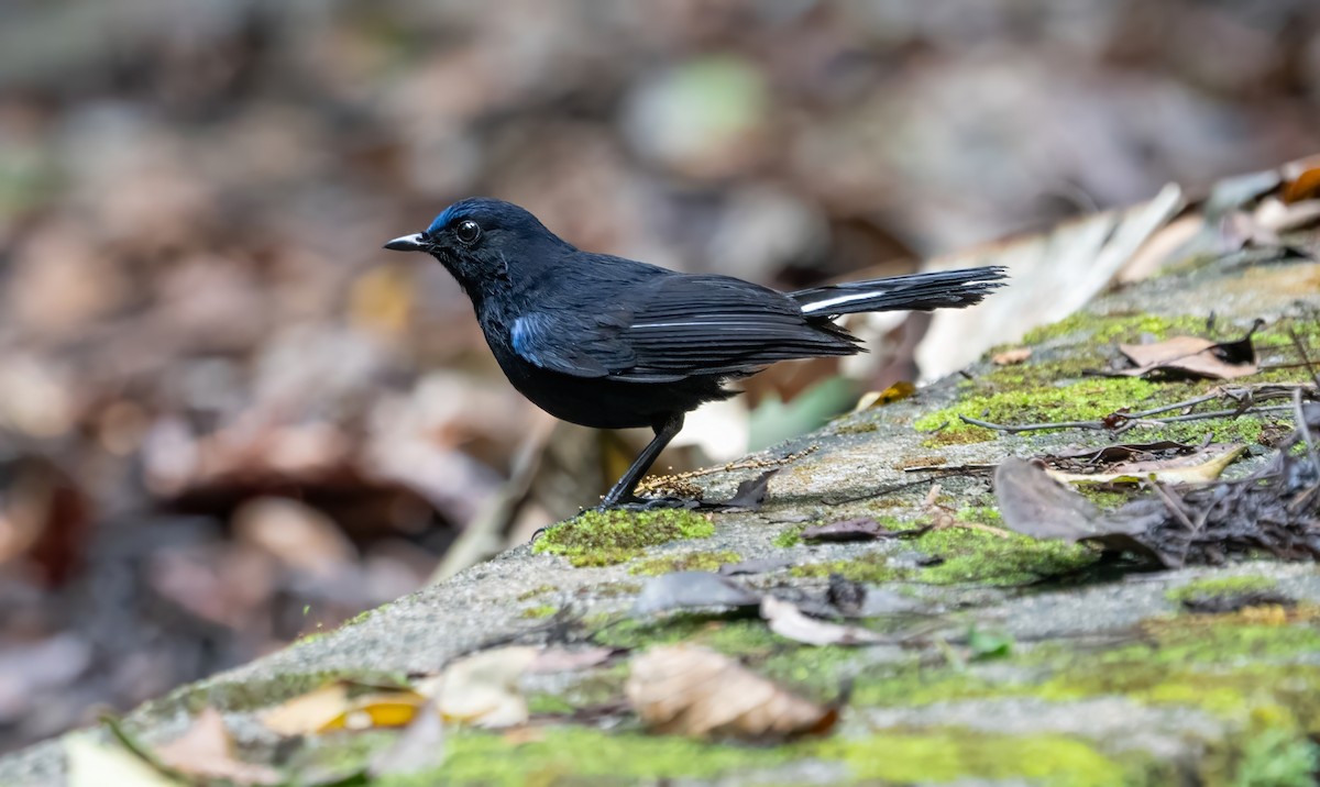 White-tailed Robin - ML659773208