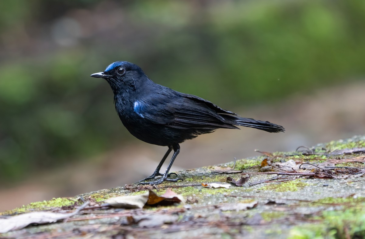 White-tailed Robin - ML659773209