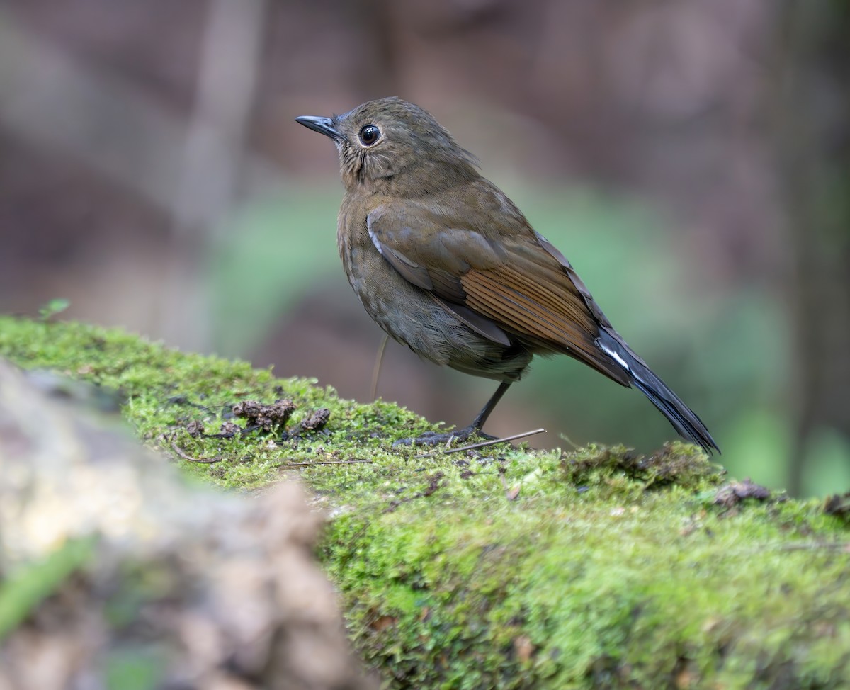 White-tailed Robin - ML659773210