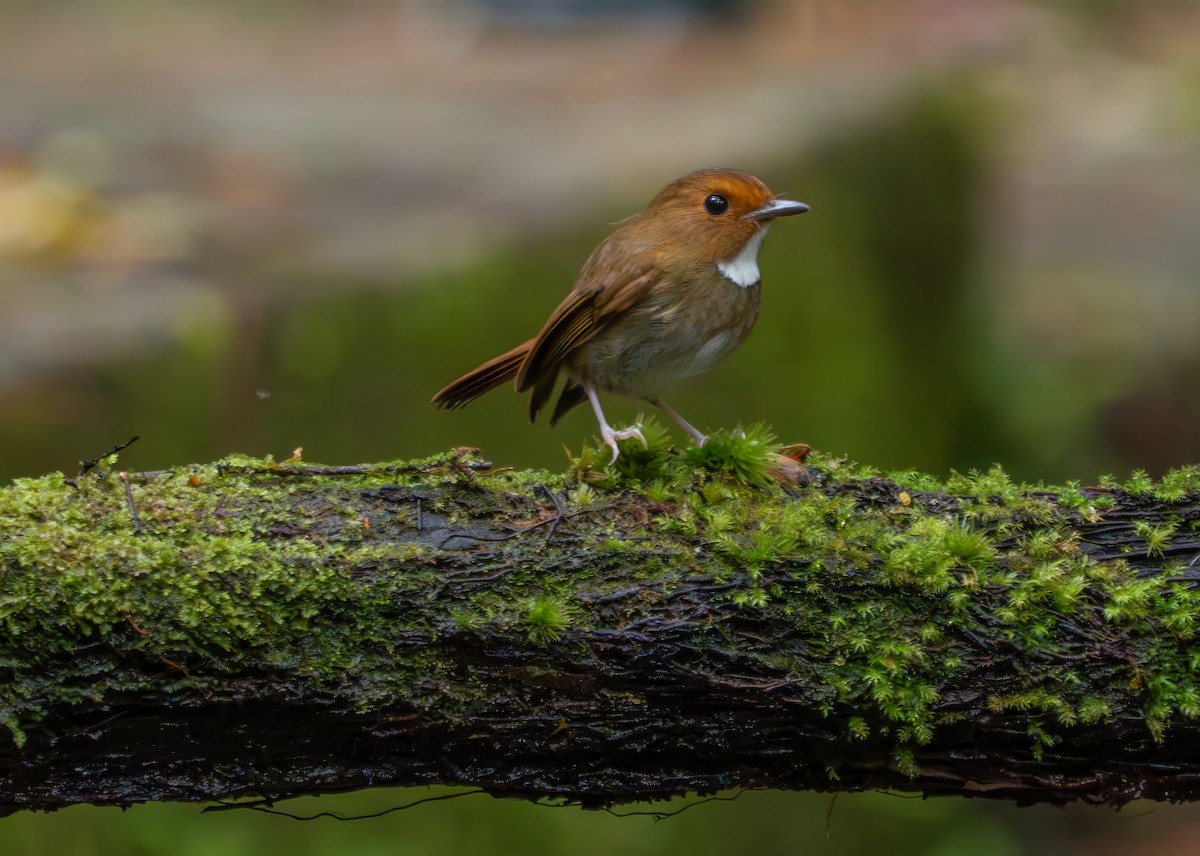 Rufous-browed Flycatcher - ML659773230