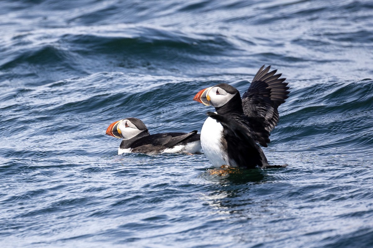 Atlantic Puffin - ML659773255