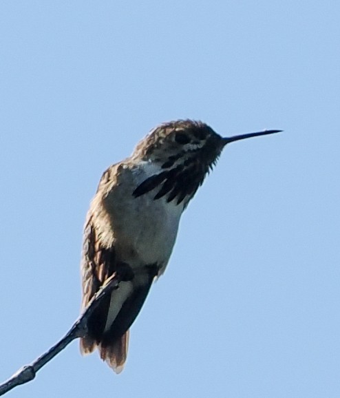 Calliope Hummingbird - ML659773554