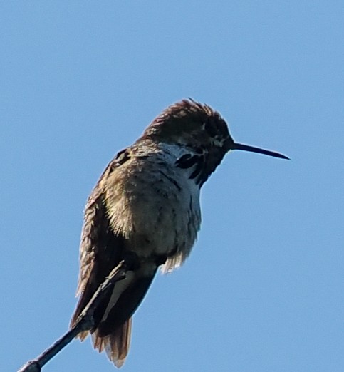 Calliope Hummingbird - ML659773555
