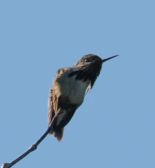 Calliope Hummingbird - ML659773558