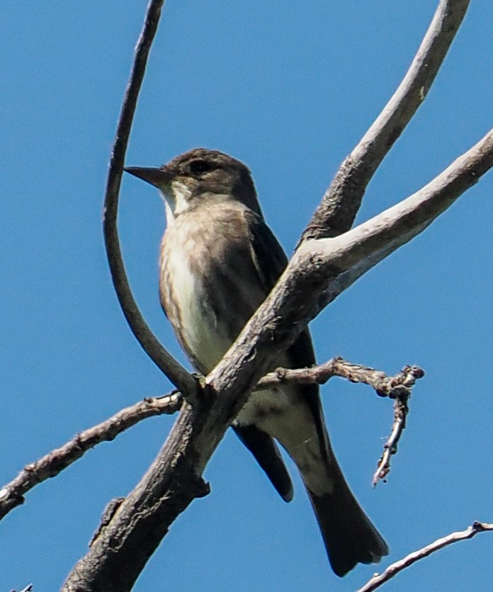 Olive-sided Flycatcher - ML659773571