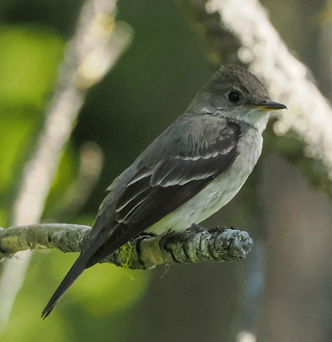Western Wood-Pewee - ML659773576