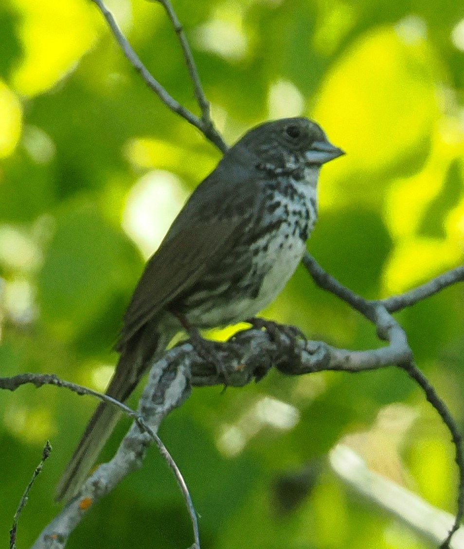Fox Sparrow (Thick-billed) - ML659773589