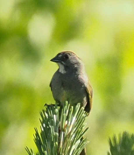 Green-tailed Towhee - ML659773594