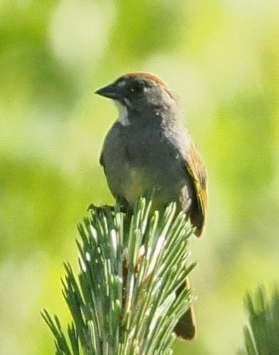 Green-tailed Towhee - ML659773598