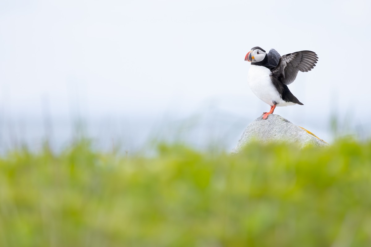 Atlantic Puffin - ML659774364