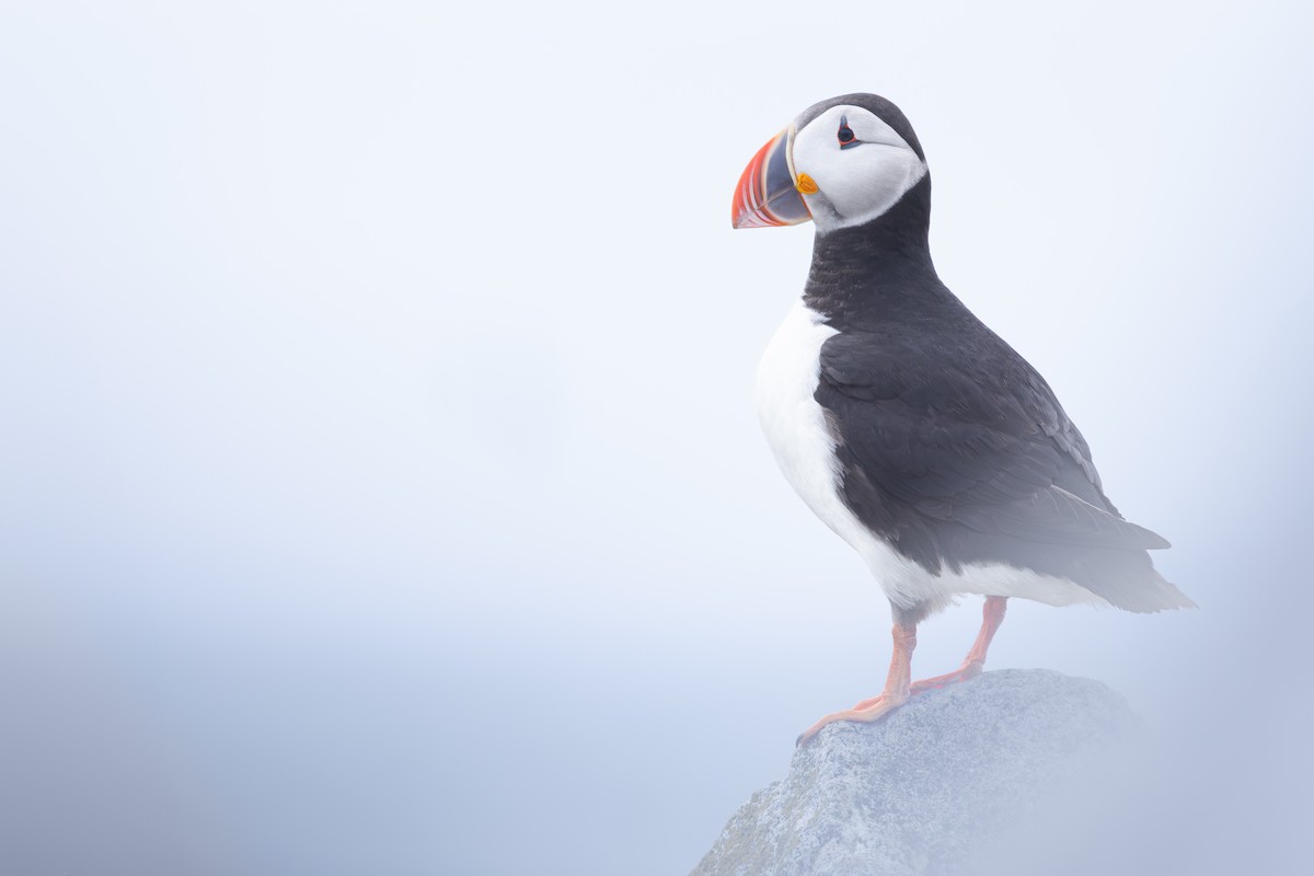 Atlantic Puffin - ML659774464