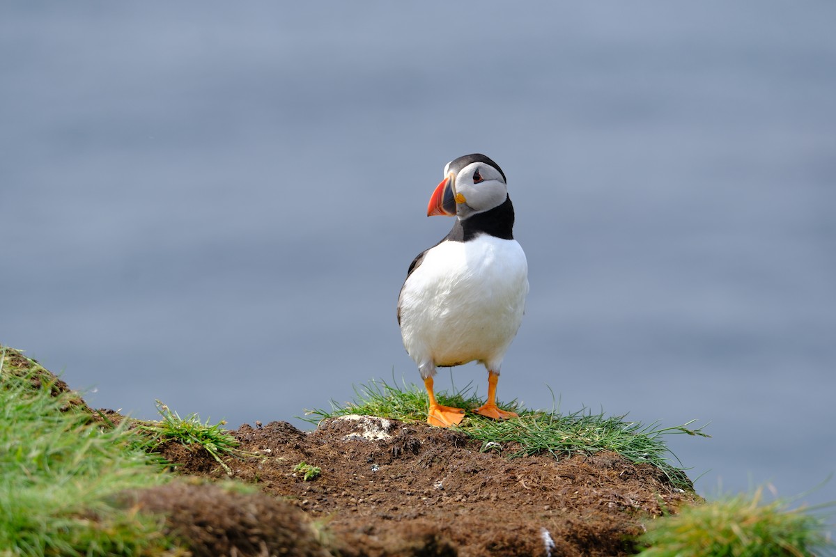 Atlantic Puffin - ML659775023