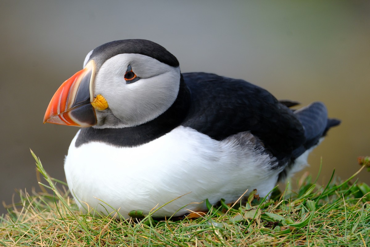 Atlantic Puffin - ML659775024