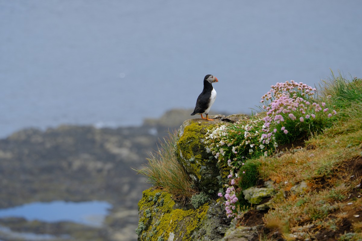 Atlantic Puffin - ML659775025