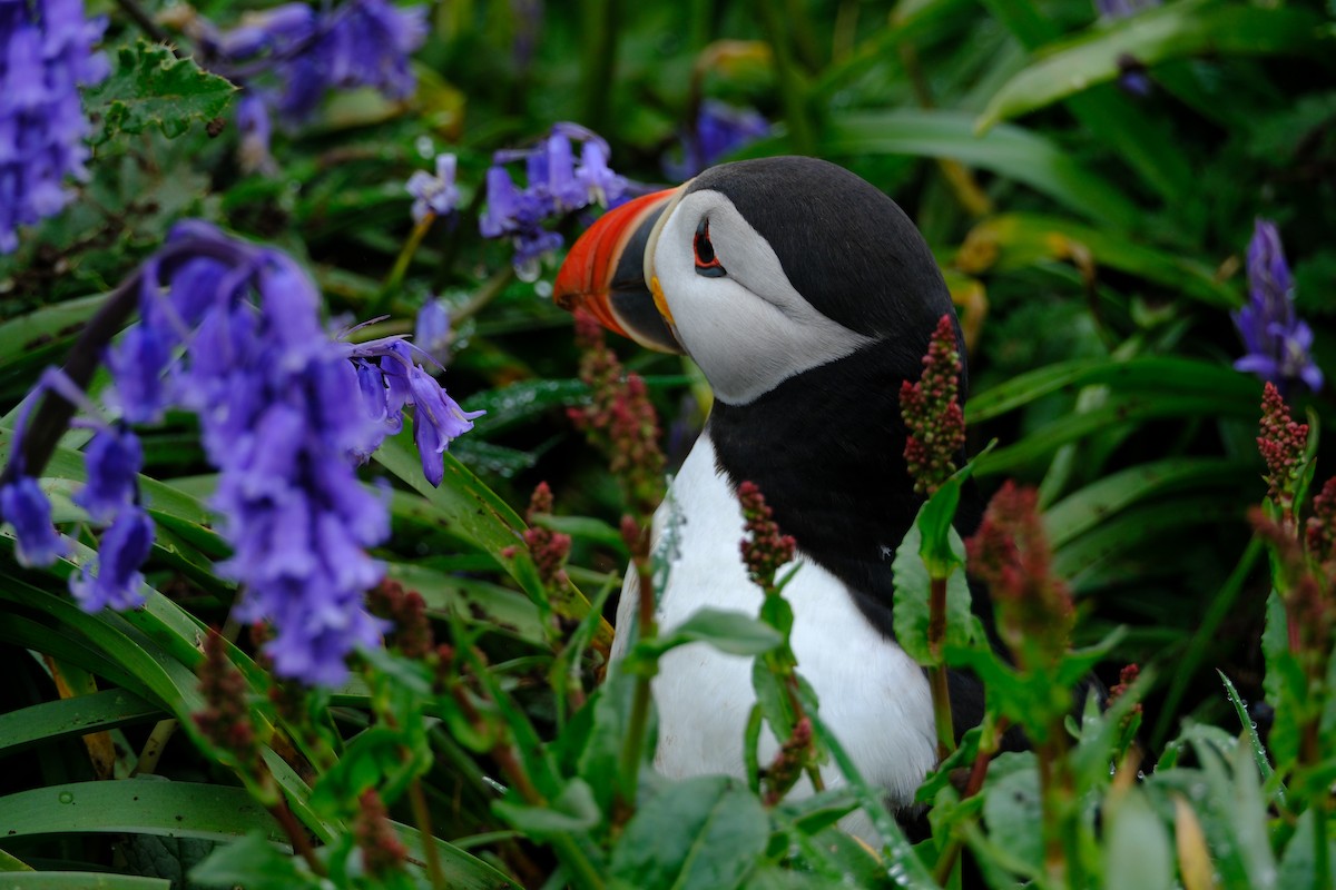 Atlantic Puffin - ML659775026