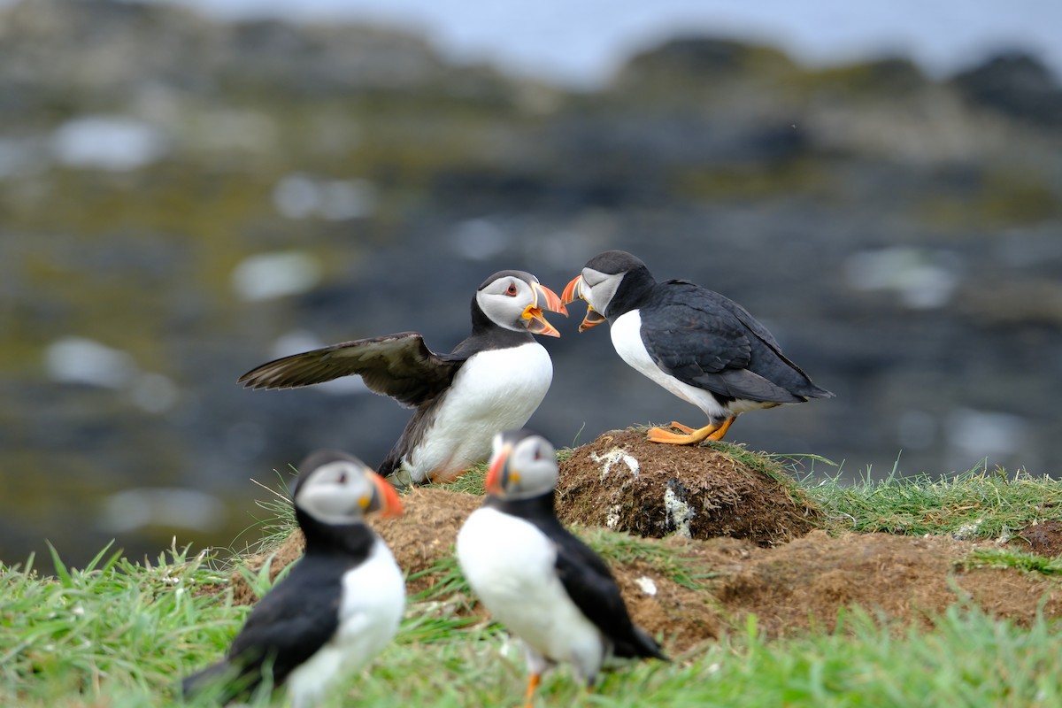 Atlantic Puffin - ML659775050