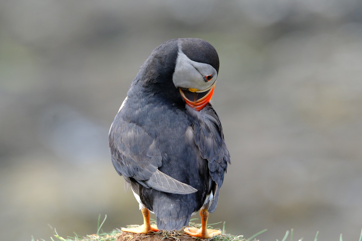 Atlantic Puffin - ML659775051