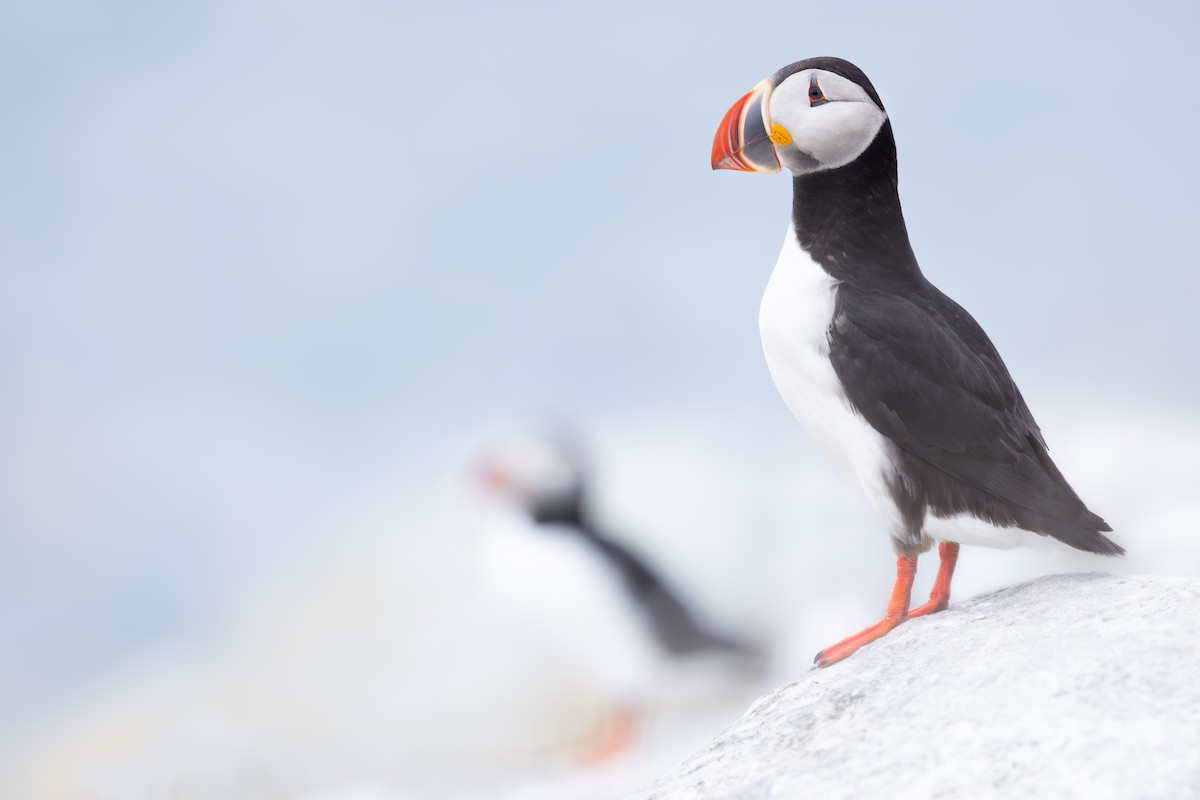 Atlantic Puffin - ML659775937