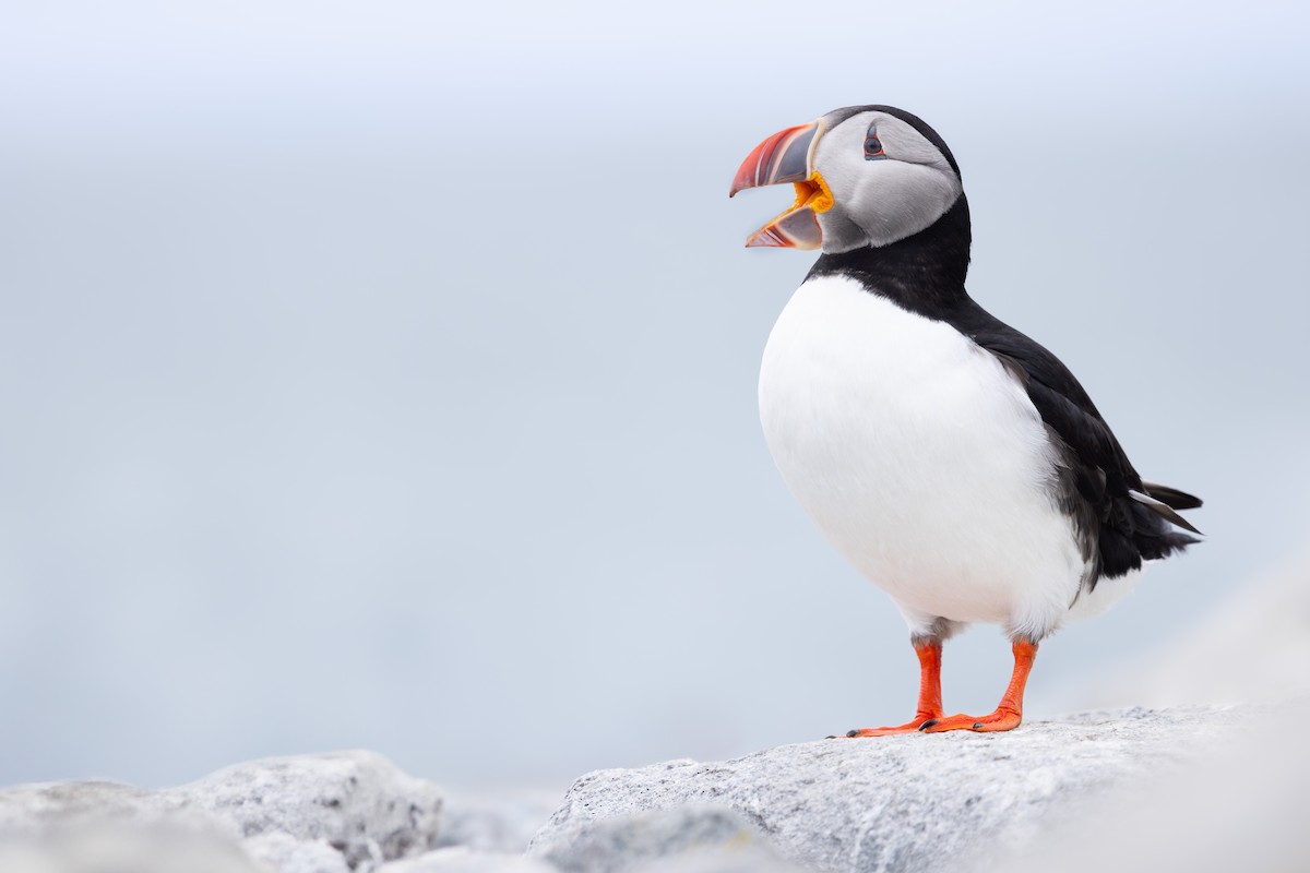 Atlantic Puffin - ML659775998