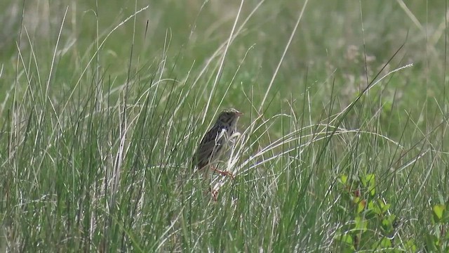 Baird's Sparrow - ML659776709