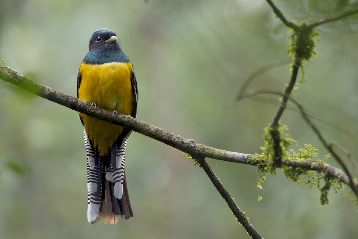 Atlantic Black-throated Trogon - ML659776712