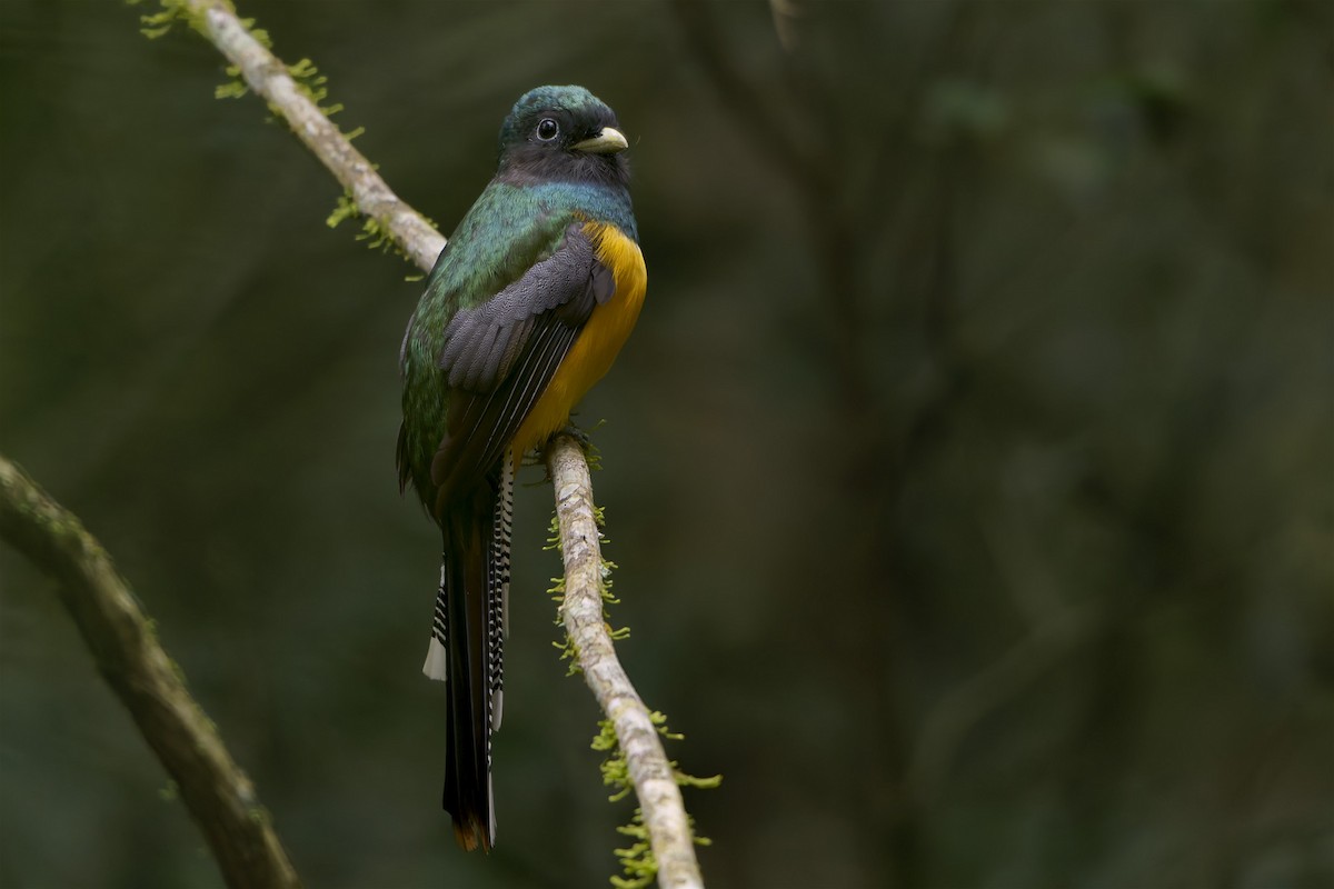 Atlantic Black-throated Trogon - ML659776719