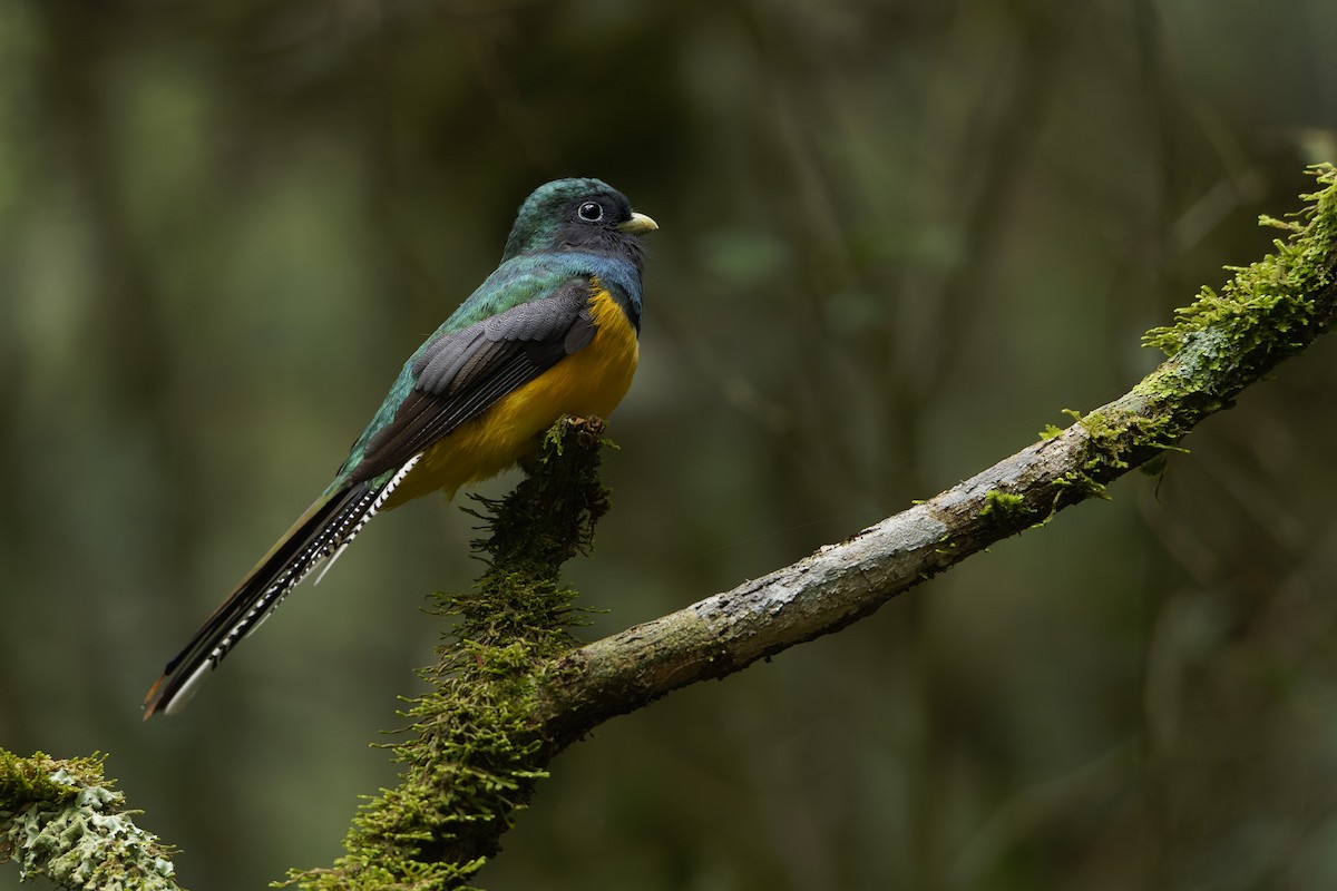 Atlantic Black-throated Trogon - ML659776727