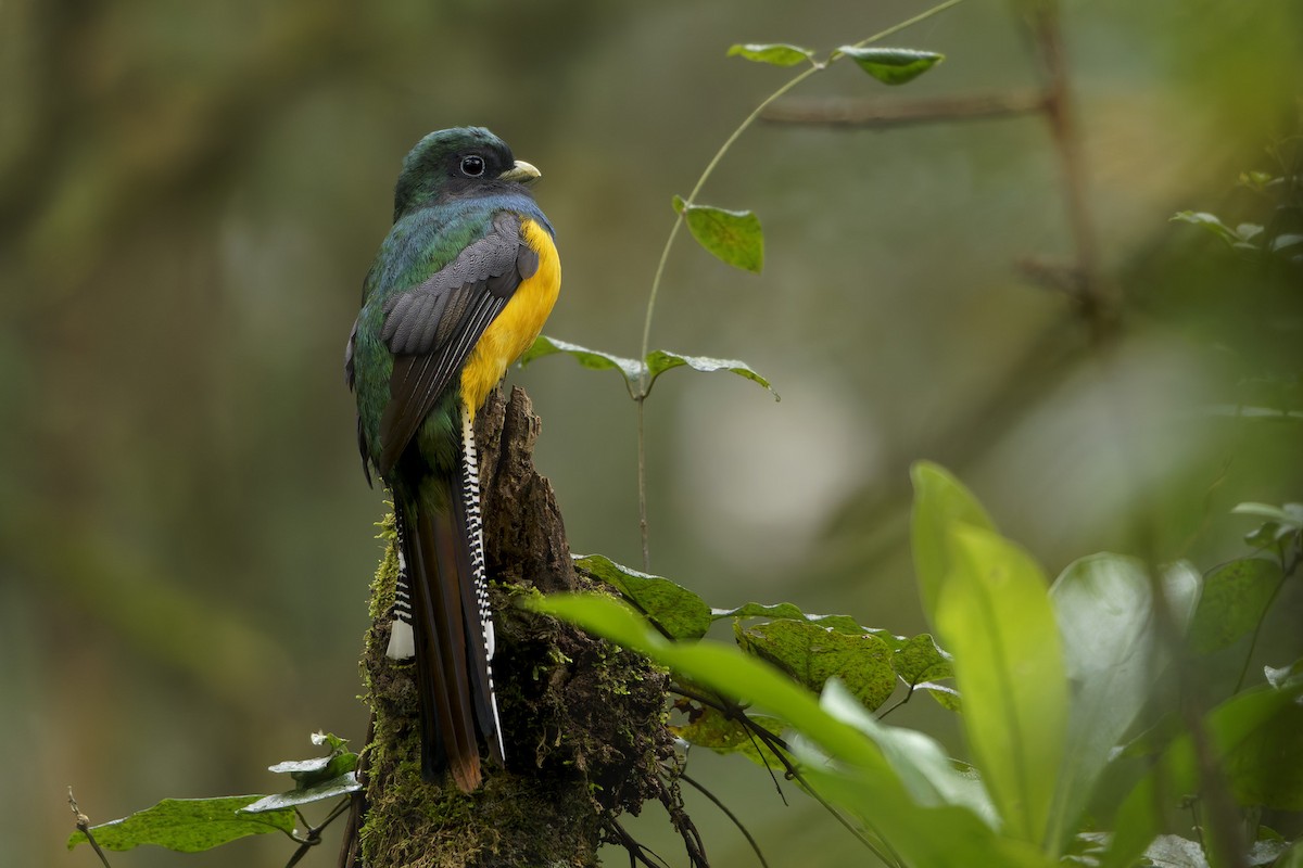 Atlantic Black-throated Trogon - ML659776731
