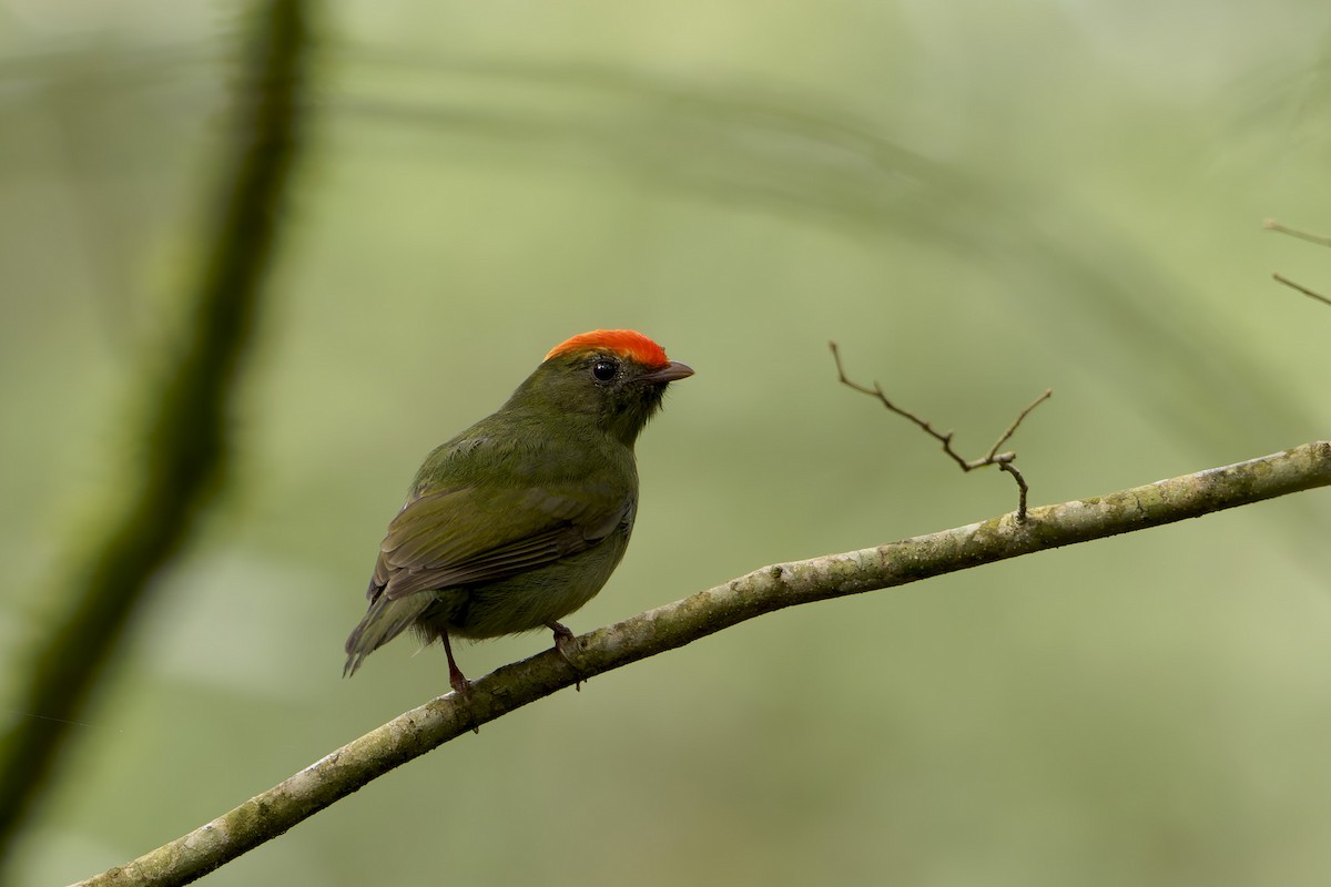 Swallow-tailed Manakin - ML659776742