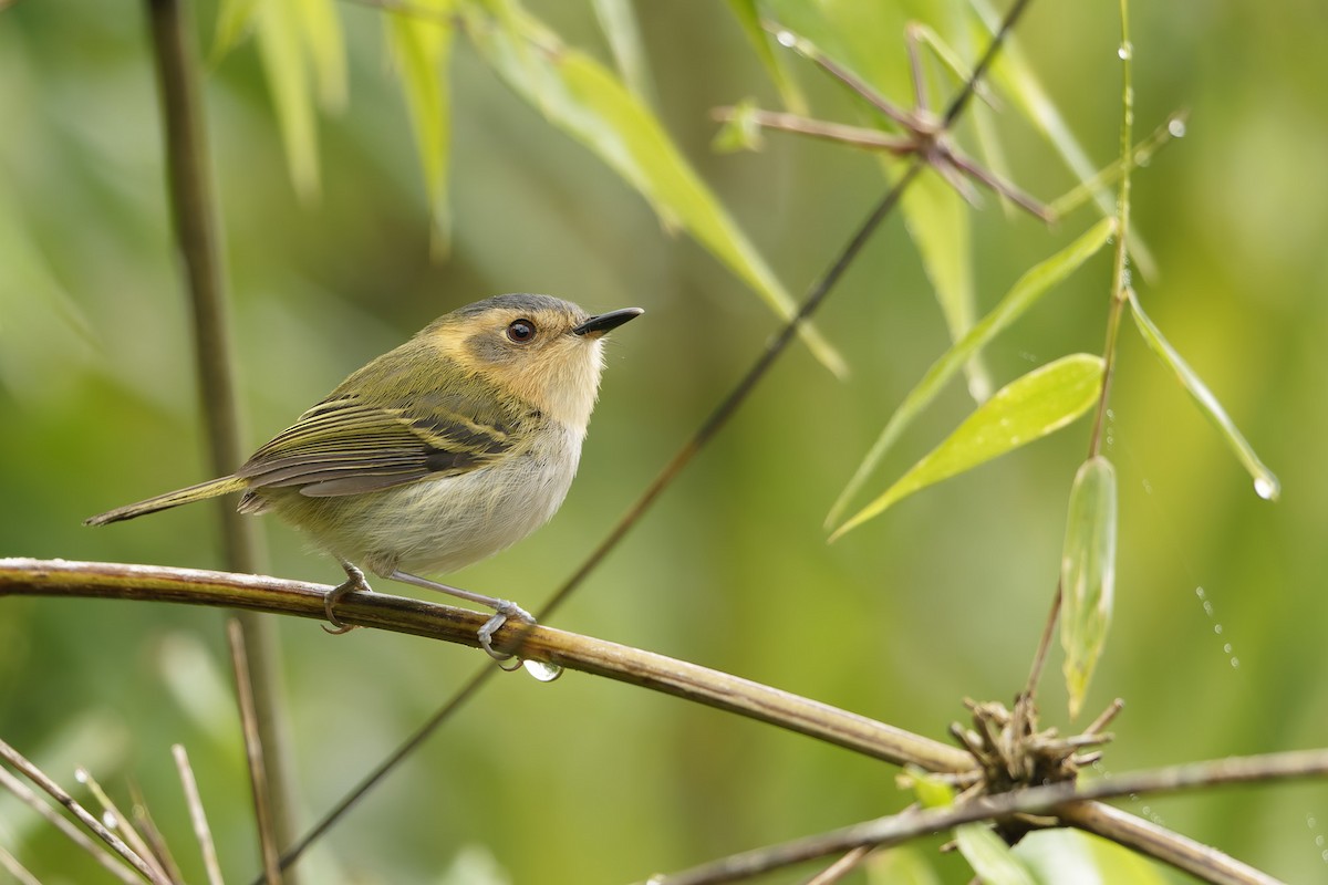 Ochre-faced Tody-Flycatcher - ML659776783