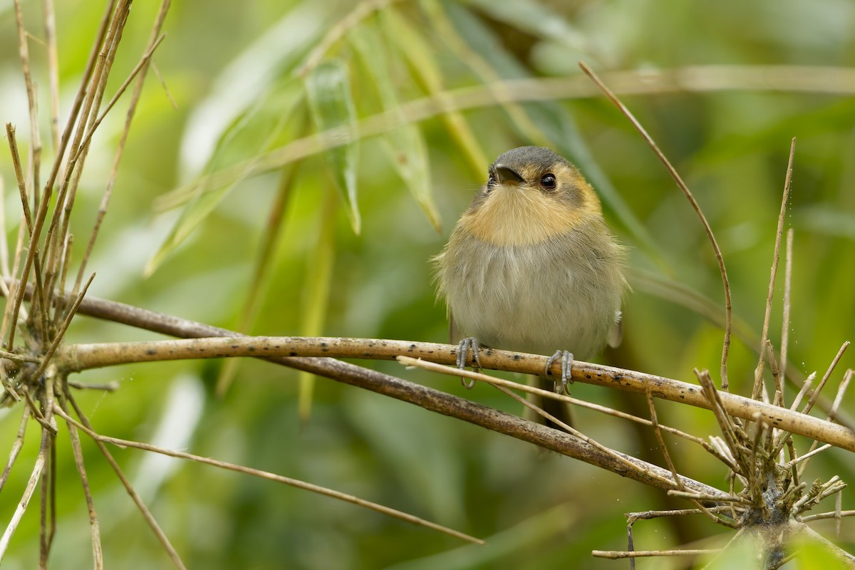 Ochre-faced Tody-Flycatcher - ML659776793